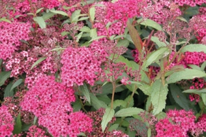 Spirea 'Neon Flash' 